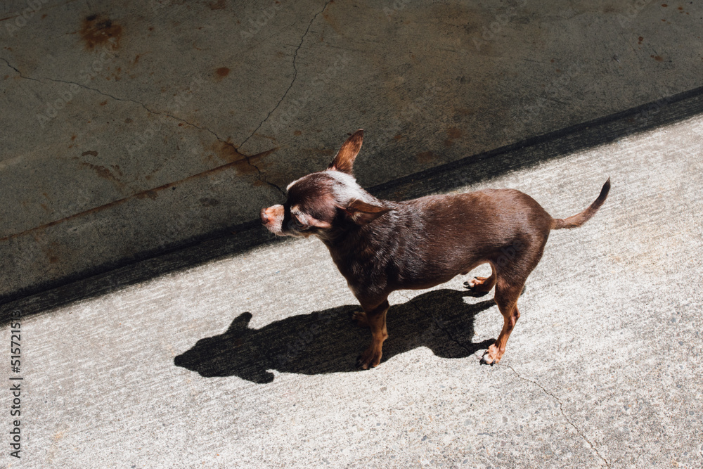 Small, old brown Chihuahua dog standing alone on concrete in the sun with shadow