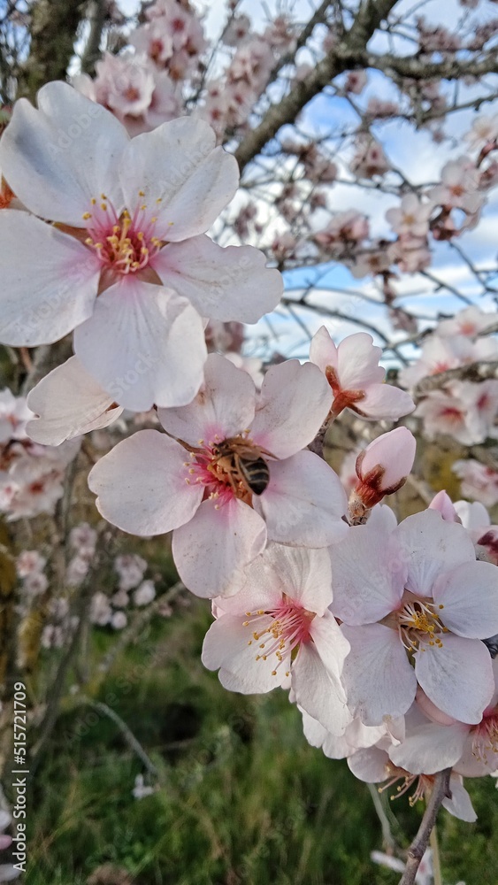 Almendro en flor Almendro en flor