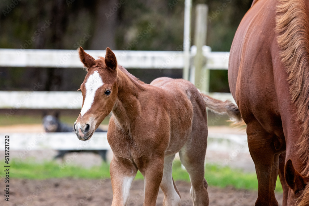 Fototapeta premium A young foal plays next to his mother