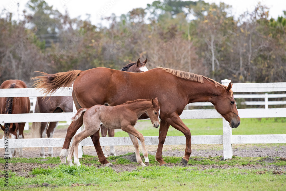 A young foal plays next to his mother A young foal plays next to his mother