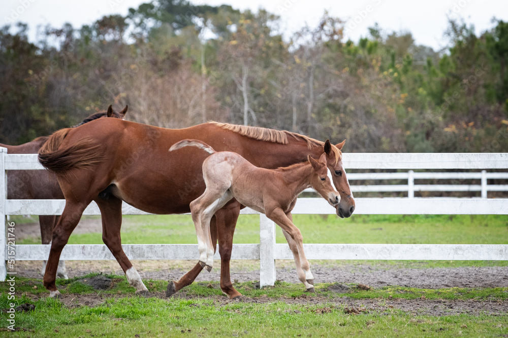 A young foal plays next to his mother A young foal plays next to his mother