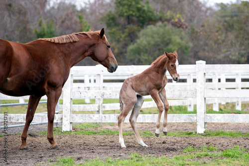 A young foal plays next to his mother