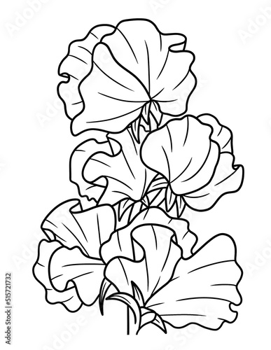 Sweet Pea Flower Coloring Page for Adults