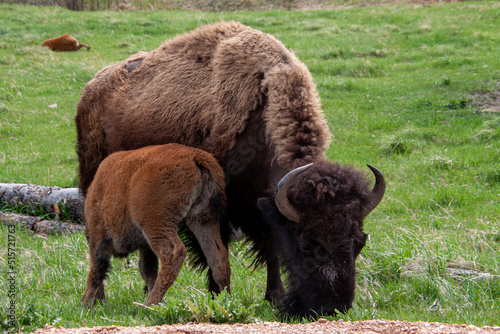 buffalo in the field with baby © Tara