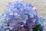 Bright Blue Flowers