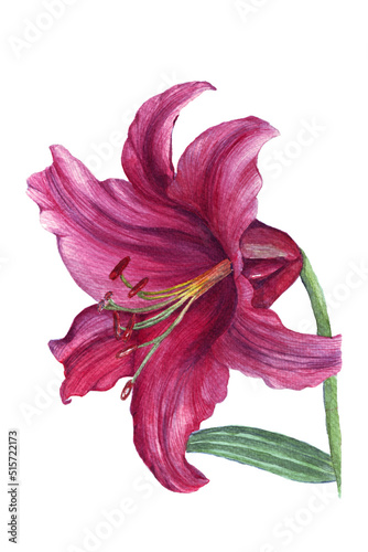 Fototapeta Naklejka Na Ścianę i Meble -  watercolor pink lily flower