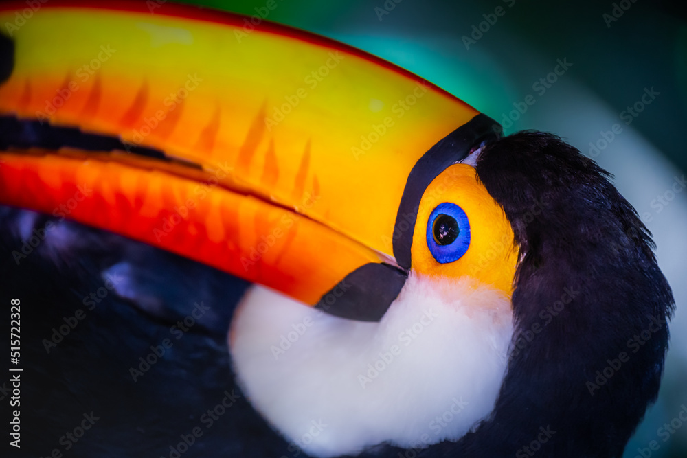 Naklejka premium Colorful Toco Toucan tropical bird in Pantanal, Brazil