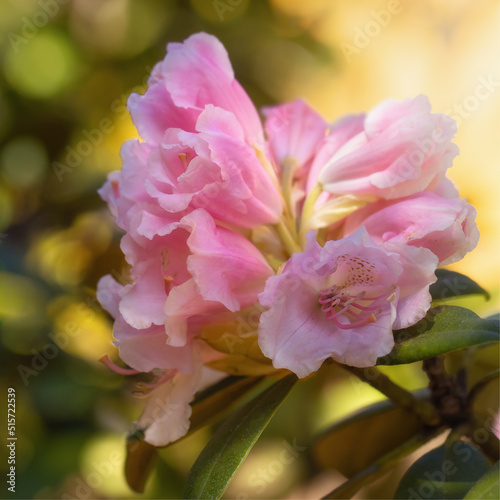 Beautiful pink rhododendron blossoms