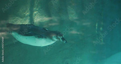Penguin swims underwater in Aquarium - Columbus Zoo photo