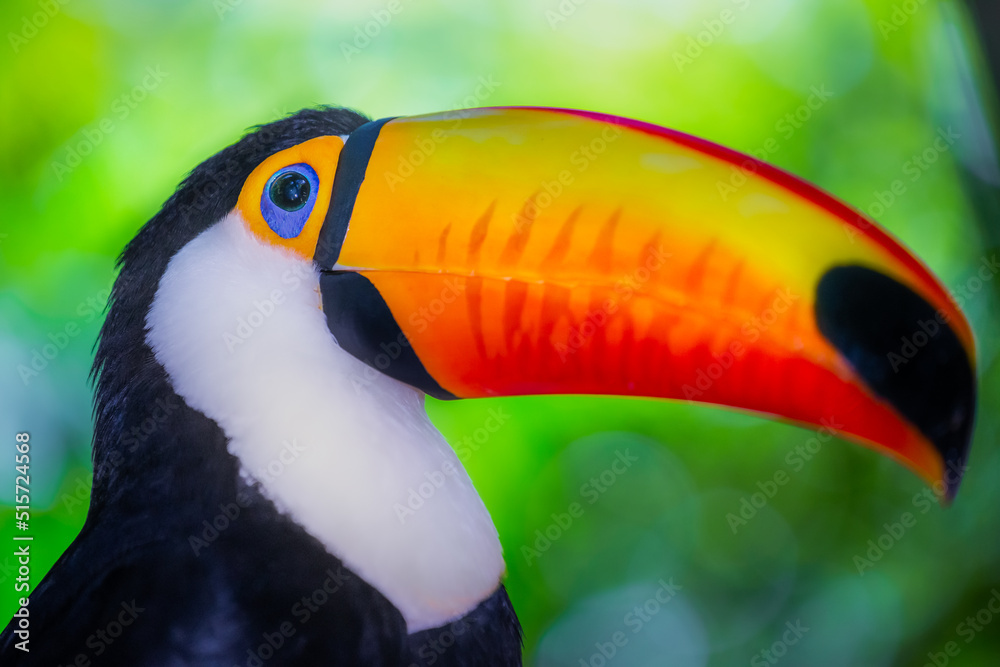 Fototapeta premium Colorful Toco Toucan tropical bird in Pantanal, Brazil