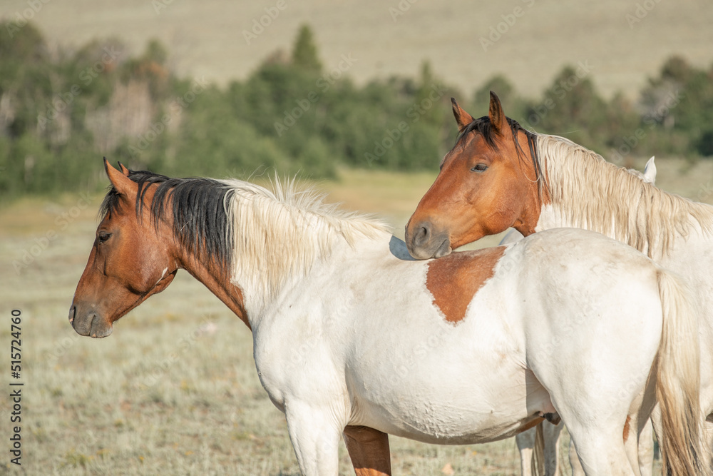 Obraz premium Two colorful mustang horses stand together