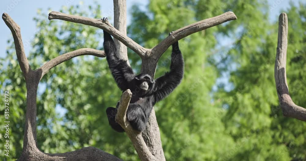 Black Monkey sits in a Tree - Columbus Zoo Black Monkey sits in a Tree - Columbus Zoo