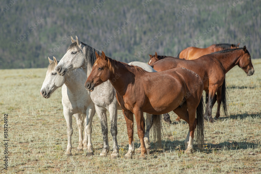 Mustang horses