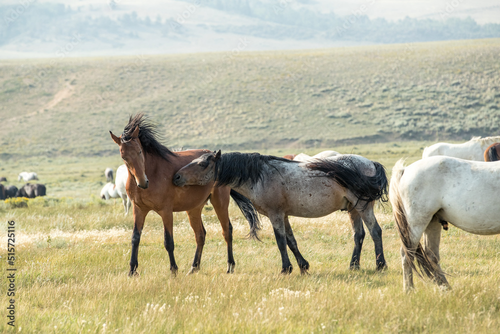 horses in a herd interacting with each other horses in a herd interacting with each other