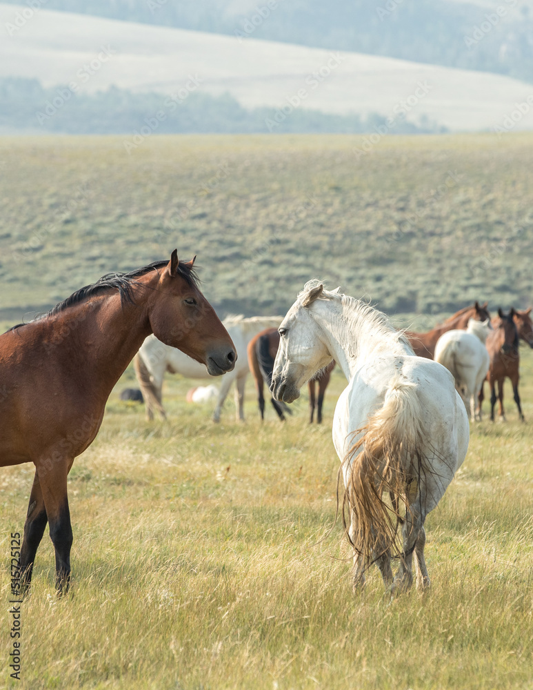 Fototapeta premium horses in a herd interacting with each other