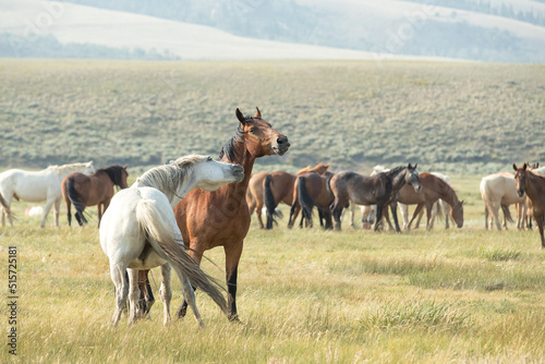 horses in a herd interacting with each other