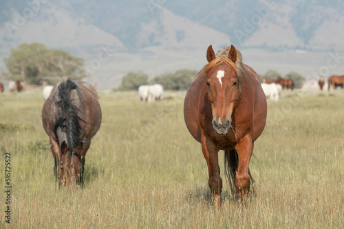 Mustang horses