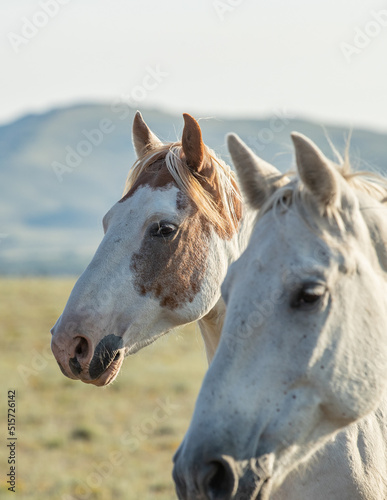 Two Mustang horses