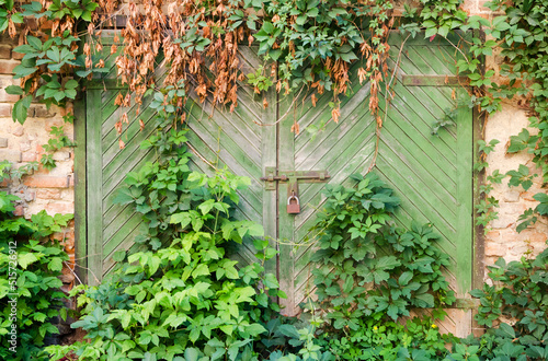 Old wooden gate overgrown with green leaves in brick walls © Oleksandr