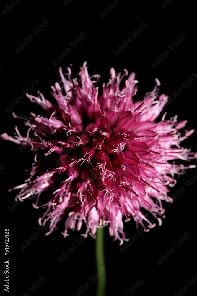 Flower blossoming close up botanical modern background allium acutiflorum family amaryllidaceae big size high quality print