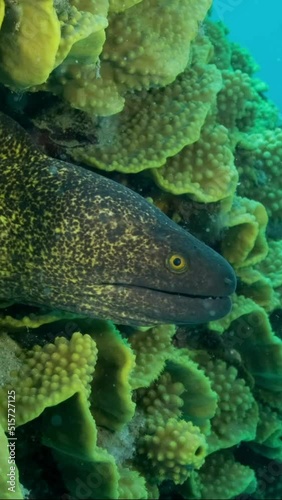 VERTICAL VIDEO: Yellow Edged Moray Eel (Gymnothorax flavimarginatus) peeks out of its Lettuce coral or Yellow Scroll Coral (Turbinaria reniformis). Slow motion, Close-up photo