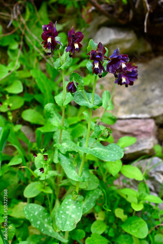 Violet Honeywort // Griechische Wachsblume, Violette Wachsblume (Cerinthe retorta) - Mani, Peloponnese, Greece photo