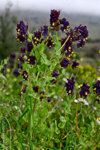 Violet Honeywort // Griechische Wachsblume, Violette Wachsblume (Cerinthe retorta) - Mani, Peloponnese, Greece photo