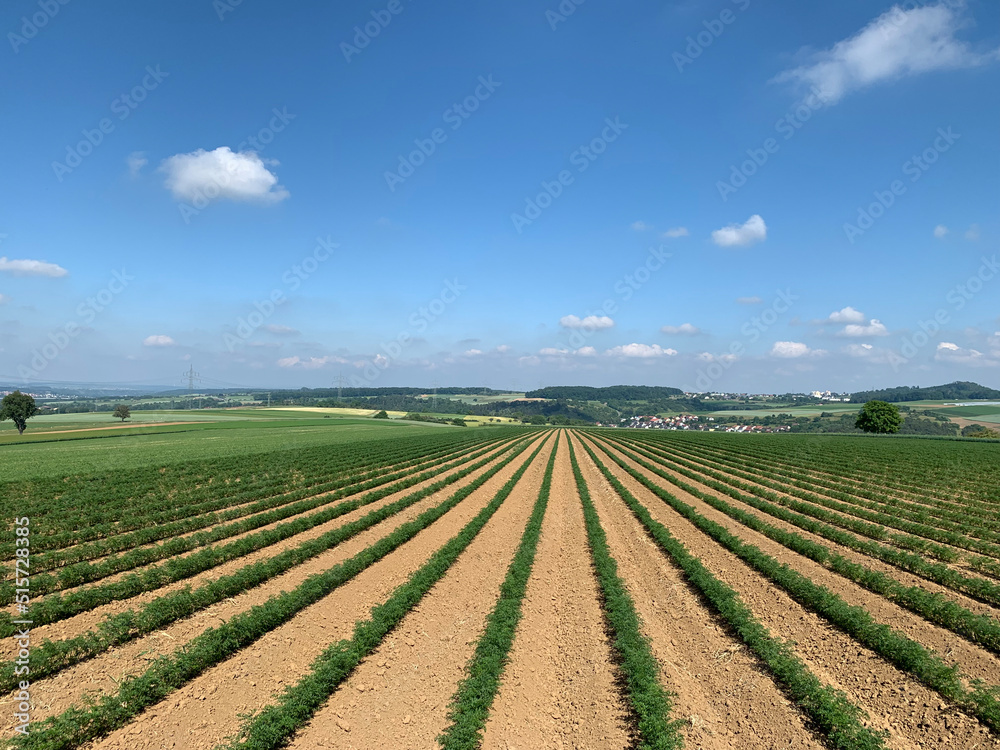 A beautiful field of carrots sown in even rows