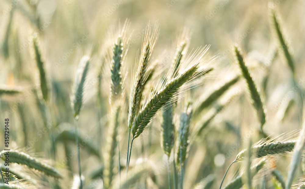 Rye ears in the sun. Cereal ripening in the field. Cultivation of grain, ears of grain close-up.