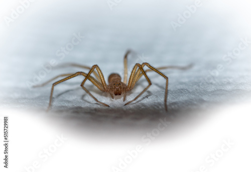 Araña posando © felipe