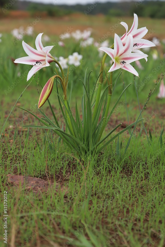 Obraz premium pink lily flower