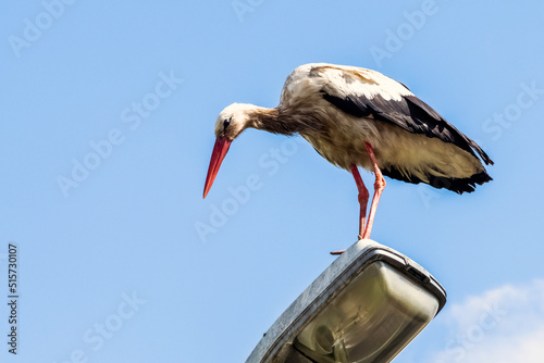 Adult white stork (Ciconia ciconia) on the street lamp - Choczewo, Pomerania, Poland