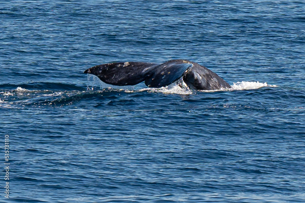 Naklejka premium Pacific Humpback whale flukes and backs just outside San Diego Harbor, California.