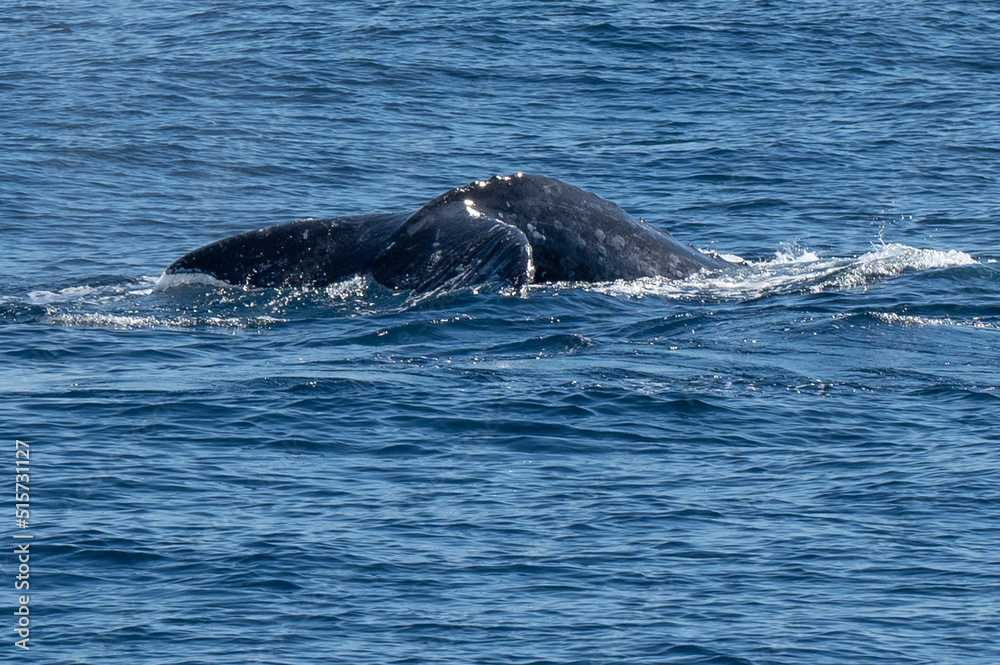 Pacific Humpback whale flukes and backs just outside San Diego Harbor, California.