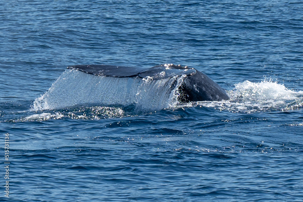 Fototapeta premium Pacific Humpback whale flukes and backs just outside San Diego Harbor, California.