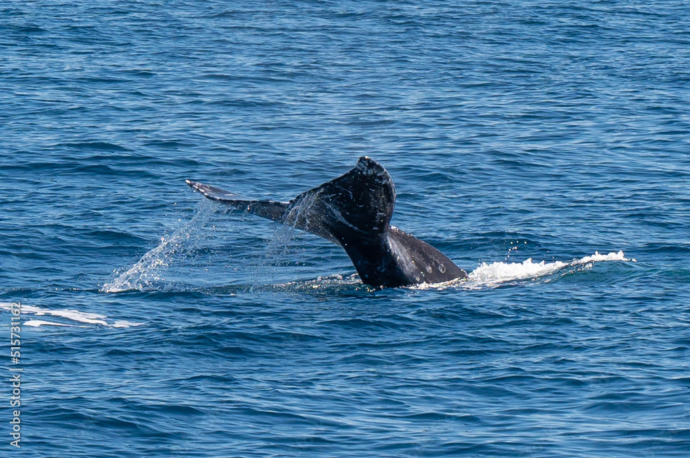 Obraz premium Pacific Humpback whale flukes and backs just outside San Diego Harbor, California.