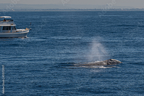 Pacific Humpback whale flukes and backs just outside San Diego Harbor, California.