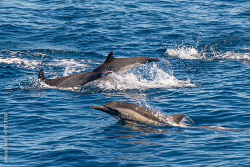 Long-beaked common dolphin swimming and jumping near San Diego Harbor  California.