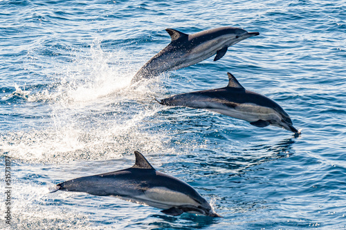 Slika na platnu Long-beaked common dolphin swimming and jumping near San Diego Harbor, California