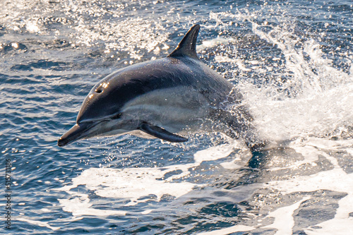 Long-beaked common dolphin swimming and jumping near San Diego Harbor, California. photo