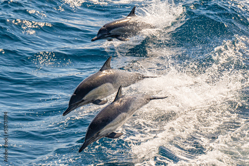 Long-beaked common dolphin swimming and jumping near San Diego Harbor, California. photo