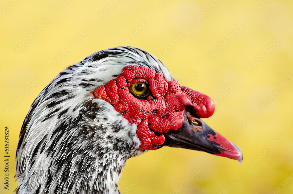 detail of a duck's head with yellowish vegetation background