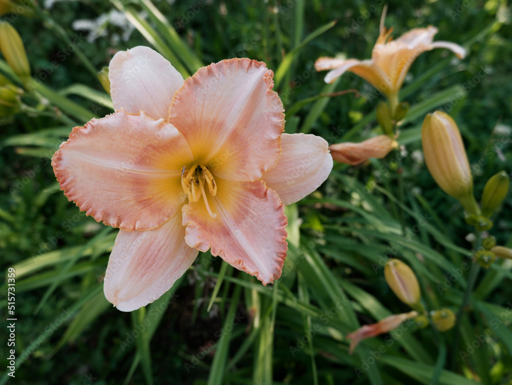 It only blooms for one day, but the daylily flowers are beautiful.