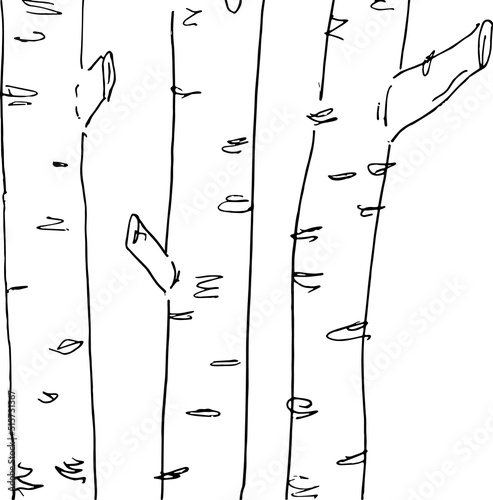Three birches. Trees in a row. Vector illustration.