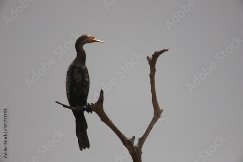  cormorant perched on a branch