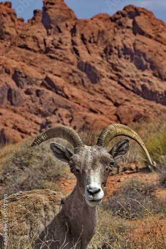 Bighorn sheep is face forward in front of red sandstone slopes in Valley of Fire State Park in Nevada