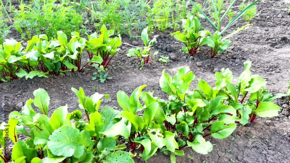 Colorful salad greens grow in the garden near the house. Ecological greens for consumption.
