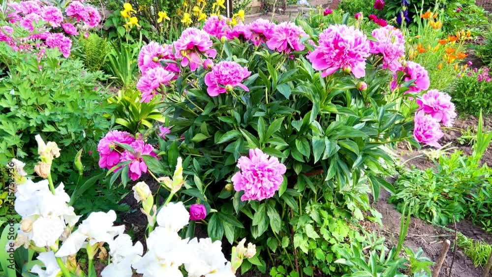In the home flower garden, among other colorful flowers, large colored peonies grow. Live peonies. Home flowers. Flowerbed with flowers. Floral decor In the home flower garden, among other colorful flowers, large colored peonies grow. Live peonies. Home flowers. Flowerbed with flowers. Floral decor
