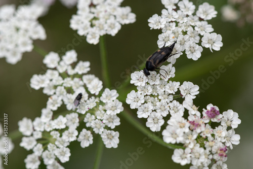 Variimorda villosa - Tumbling flower beetle - Mordelle veloutée à pointe sur ombellifère  photo