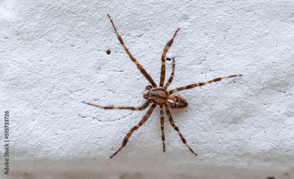 Eine Spaltenkreuzspinne klettert an einer Mauer hoch.
Eine Spaltenkreuzspinne klettert an einer Mauer hoch.